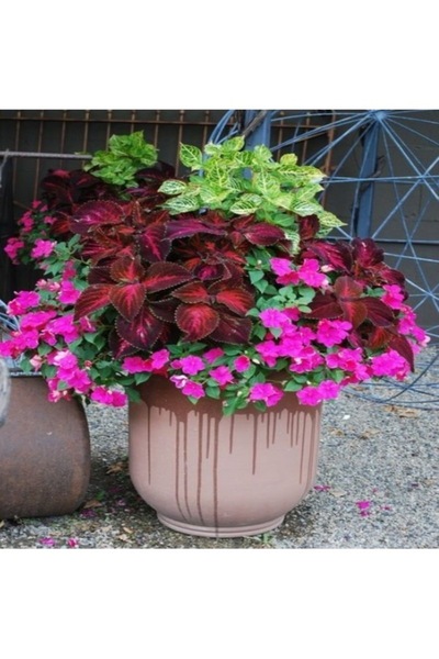 Köy Tohumları 10 Adet Tohum Nadir Karışık Cam Güzeli Çiçeği Tohumu Balkon Çiç...