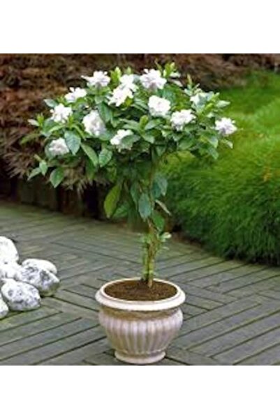 Köy Tohumları 50 Adet Tohum Beyaz Gardenya Balkon Çiçekleri Tohumu Saksı Topr...