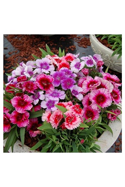 Köy Tohumları 50 Adet Tohum Mezarlık Kabir Çiçeği Bodur Karanfil Çiçek Tohumu...