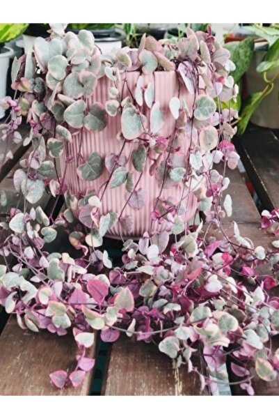 E-fidancim (2 ADET) Ceropegia Woodii Kalp Kalbe Karşı Çiçeği Fidesi Yumrusu I...