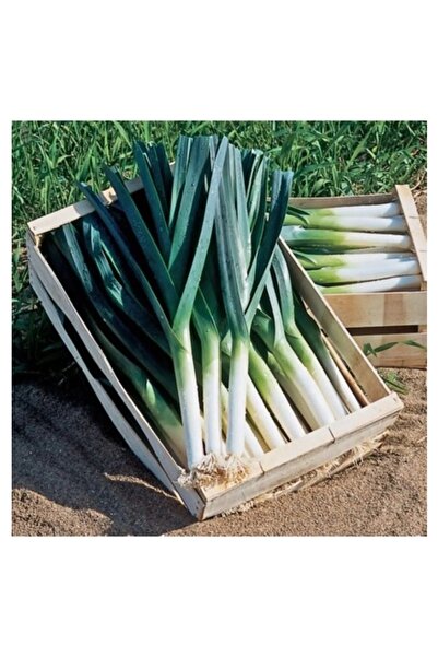 Köy Tohumları 200 Adet Tohum Köy Tohumu Bursa İnegöl Pırasa Tohumu Prasa Tohu...