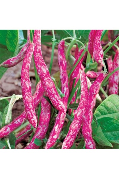 Köy Tohumları 400 Adet Tohum Sırık Barbunya Tohumu Barbunya Fasülye Tohumu Pi...