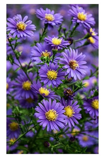 Köy Tohumları 10 Adet Tohum Nadir Bulunan Mor Papatya Mezarlık Kabir Çiçeği T...