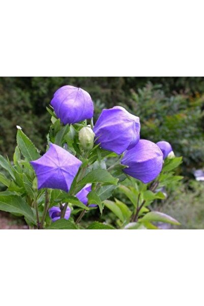 Köy Tohumları 10 Adet Tohum Nadir Karışık Balon Çiçeği Mezarlık Kabir Tohumu ...