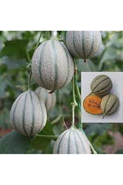 Köy Tohumları 20 Adet Tohum Nadir Bulunan Damga Kavunu Kavun Tohumu Hediye To...