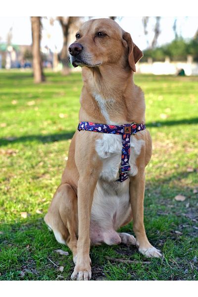 UTDpet X Æ A-12 Dog Collar and Travel Dispatch Strap Set