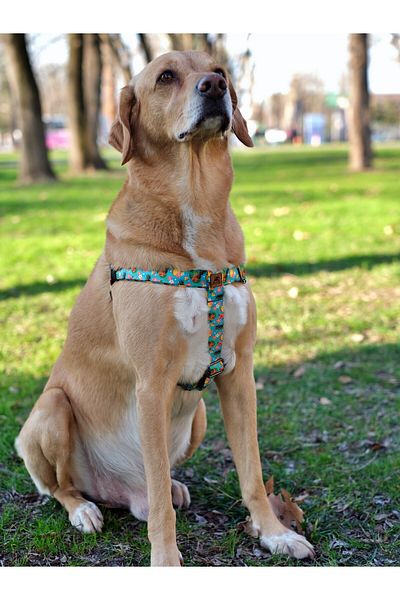 UTDpet Pineapple Dog Collar and Travel Dispatch Strap Set