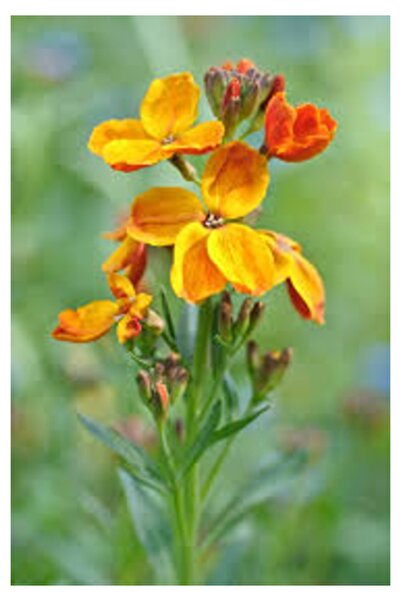 Köy Tohumları 50 Adet Tohum Organik Sarı Şebboy Balkon Çiçeği Saksı Toprak He...