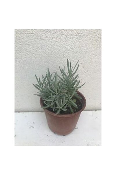 Scented Blue Purple Lavender Seedling with Tube 10-20 Cm