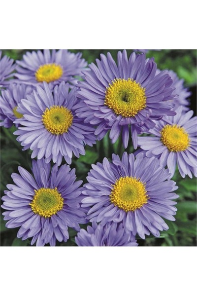 Köy Tohumları 10 Adet Tohum Nadir Mor Papatya Tohumu Mezarlık Kabir Çiçeği To...