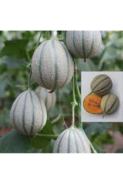 Köy Tohumları 10 Adet Tohum Nadir Organik Damga Kavunu Kavun Tohumu Saksı Top...