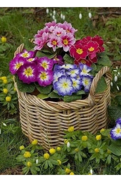 Köy Tohumları 10 Adet Tohum Nadir Karışık Mart Çiçeği Mezarlık Kabir Tohumu H...