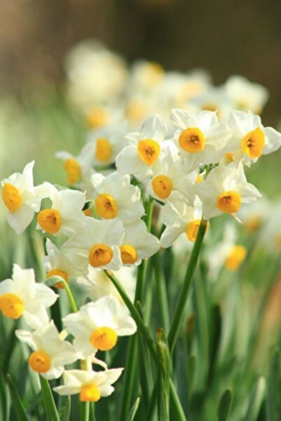 LOBELYA TOHUMCULUK 3 Adet Karışık Renkli Kokulu Nergis Çiçeği Soğanı