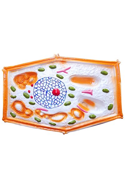 Anatomia Bitki Hücresi Modeli Küçük Boy