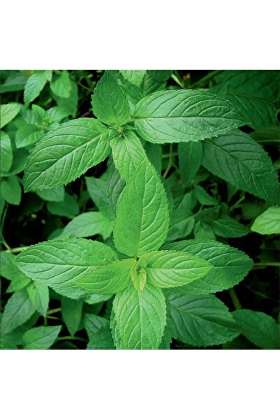 Köy Tohumları 100 Adet Tohum Hobi Bahçe Kalın Yapraklı Saksılık Nane Tohumu S...