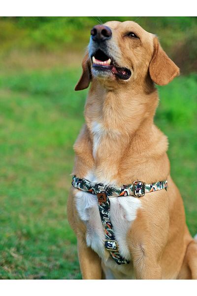 UTDpet Toco Dog Chest Collar and Travel Dispatch Strap Set