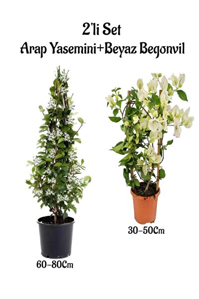 Bitkim Sende Yoğun Kokulu Arap Yasemini Fidanı+ Beyaz Begonvil Fidanı 2'li  P...