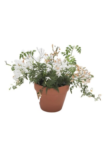 Bitkim Sende Yoğun Kokulu İzmir Yasemini+Sarı Yasemin Fidanı 2'li Bahçe Bitki Seti