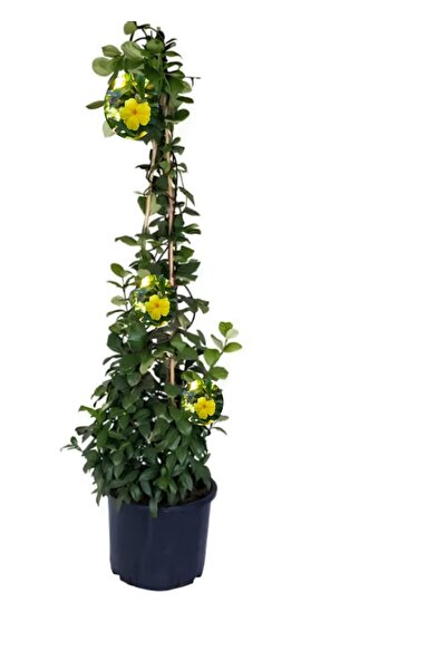 serada decor & plant Pembe Begonvil Çiçeği Fidanı+Sarı Yasemin Fidanı 2'li Bahçe Peyzaj Seti