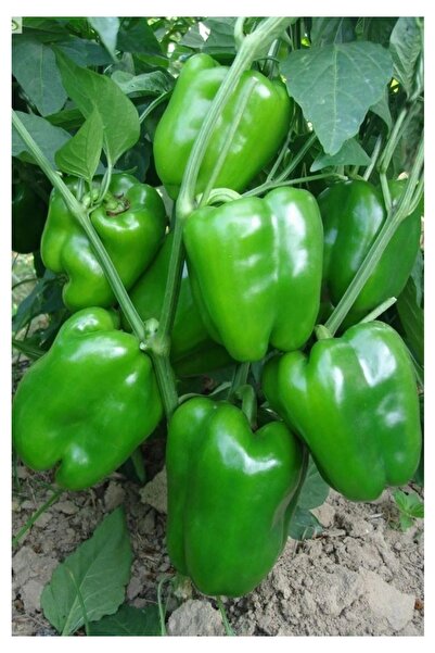 Köy Tohumları 50 Adet Acı Yeşil Dolmalık Köy Biberi Tohumu Organik Bahçe Dolm...