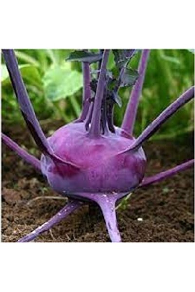 Köy Tohumları 100 Adet Tohum Organik Hobi Bahçe Mor Alabaş Turp Tohumu Saksı Toprak Hediyemiz