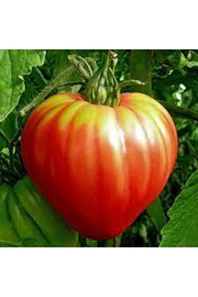 Köy Tohumları 50 Adet Tohum Nadir Bulgar Macar Domatesi Domates Tohumu Ata Kö...