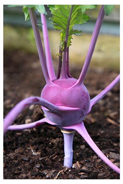 Köy Tohumları 30 Adet Tohum Organik Mor Alabaş Turp Tohumu Hediye Tohumlu Sak...