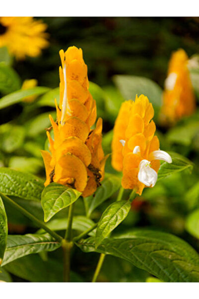 serada decor & plant Sarı Renkli Karides Çiçeği Fidanı 1 Adet Saksılı (20-50 Cm) Dış Mekan Bitkisi