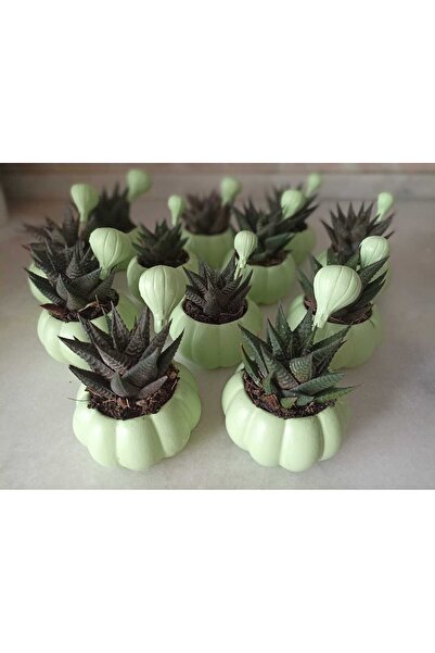 ALSARE 10'lu Balkabağı Saksı Ve Balon Dekoru Çiçeksiz