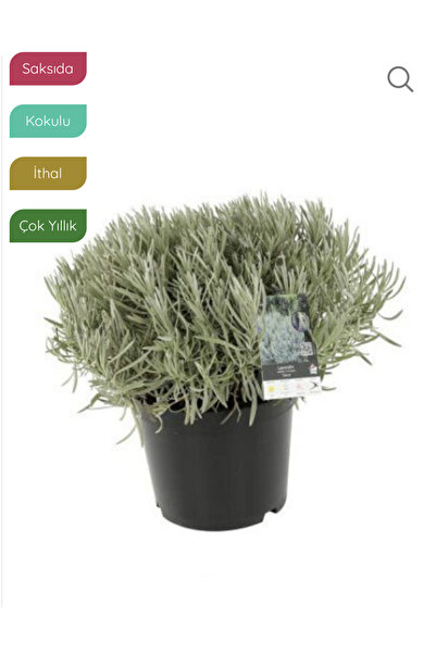 gardenata Lavanta Fidanı İngiliz Lavandula angustifolia Hidcote, Saksıda Koku...