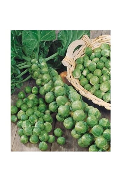 Köy Tohumları 75 Adet Tohum Nadir Bulunan Yerli Köy Brüksel Bürüksel Lahana H...