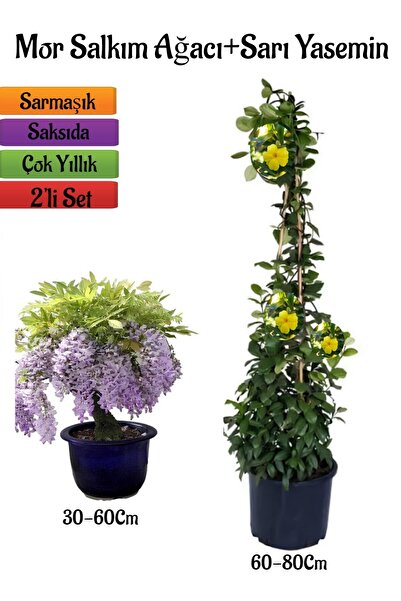 Bitkim Sende Mor Salkım Ağacı Fidanı+Sarı Renk Yasemin Çiçeği Fidanı 2'li Bahçe Peyzaj Seti