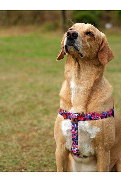 UTDpet Lilac Dog Collar and Travel Dispatch Strap Set