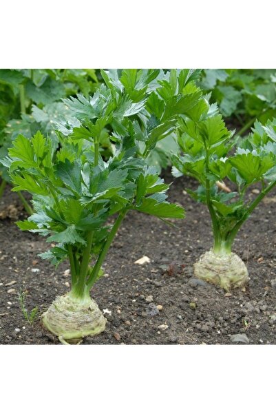 Köy Tohumları 100 Adet Tohum Organik Bahçe Beyaz Kereviz Tohumu Taze Kereviz ...