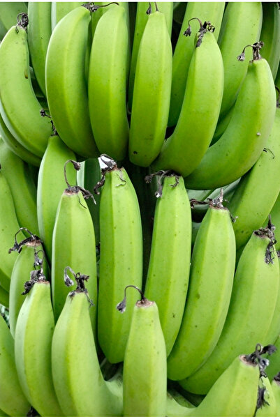 ECOLIFE TROPICAL 1 kg Muz - Anamur