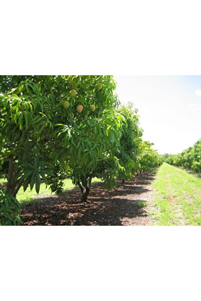 YavuzTropikalFidan Naomi Mango Fidanı (4 YAŞ 90 CM VE ÜZERİ)