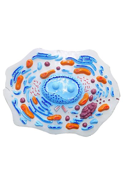 Anatomia Hayvan Hücresi Modeli Küçük Boy