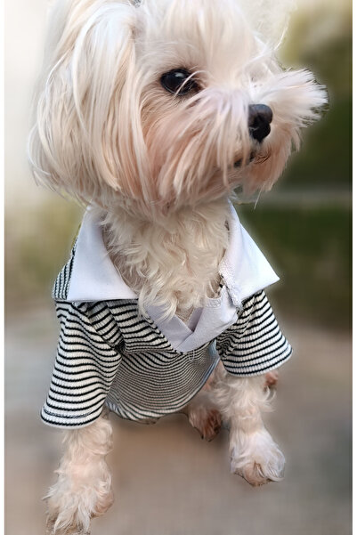 PETITE Polo Yaka Köpek Kıyafeti Siyah Çizgili