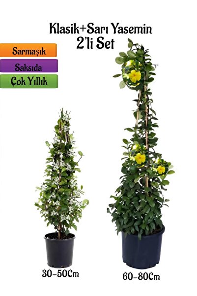 Bitkim Sende Mis Kokulu Arap Yasemini  Fidanı+ Sarı Yasemin Fidanı 2'li Kokul...