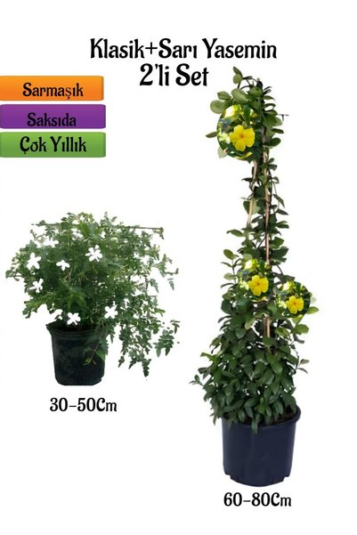 serada decor & plant Kokulu Klasik İzmir Yasemin Fidanı+Sarı Renk Yasemin Çiç...