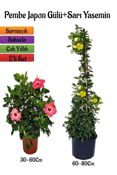 serada decor & plant Pembe Renk Japon Gülü Çiçeği+Sarı Yasemin Çiçeği Fidanı 2'li Bahçe Peyzaj Seti