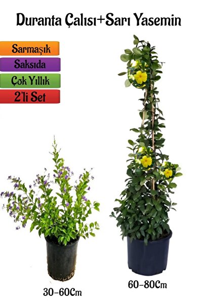 serada decor & plant Mor Özel Tür Duranta(Ağaç Menekşesi) Çalısı+Sarı Yasemin Fidanı 2'li Peyzaj Seti