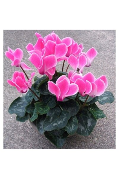 Köy Tohumları 10 Adet Tohum Hobi Bahçe Balkon Çiçeği Sıklamen Çiçeği Tohumu S...