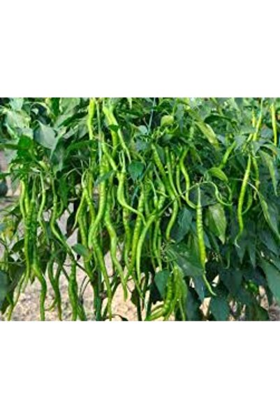 Köy Tohumları 150 Adet Tohum Süper Paket Sivri Tatlı Demre Biber Tohumu Biber...