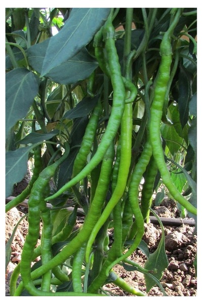 Köy Tohumları 50 Adet Tohum Süper Paket Sivri Tatlı Demre Biber Tohumu Biber ...