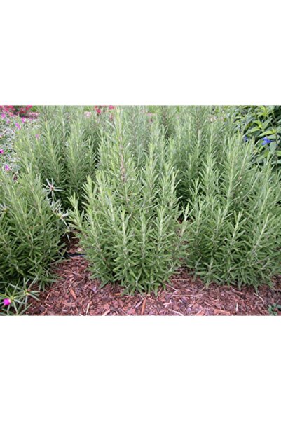 Köy Tohumları 25 Adet Tohum Nadir Organik Saksılık Balkon Biberye Biberiye Tohum Hediye Tohumlar