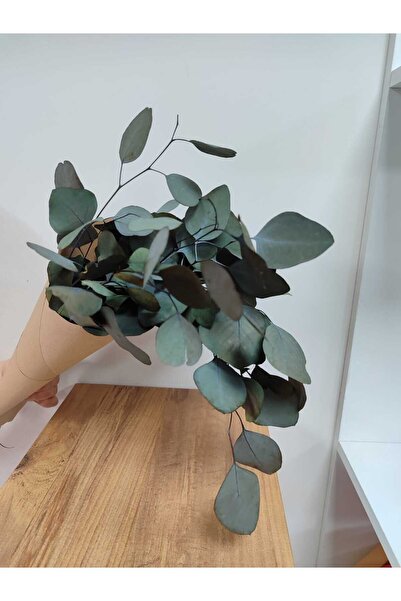 Genel Markalar Şoklanmış İthal Yuvarlak Yapraklı Okaliptus - Para Okaliptus