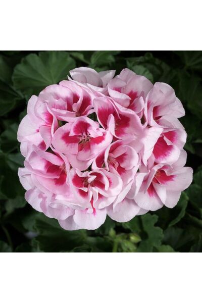 E-fidancim İri İçekli Semi Double White Splash Sardunya Çiçeği Fidesi (1 adet)