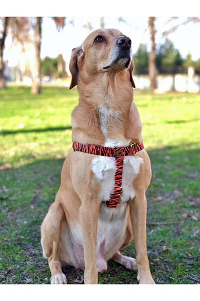 UTDpet Tigre Dog - Chest Collar and Travel Set
