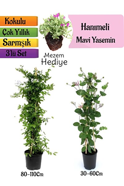 Bitkim Sende Avantajlı Mavi Yasemin Kokulu Hanımeli Çiçeği Telgraf Çiçeği 3'l...